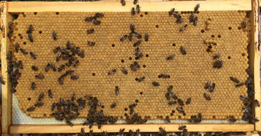 Abeille Couvain Génétique Élevage de reine
